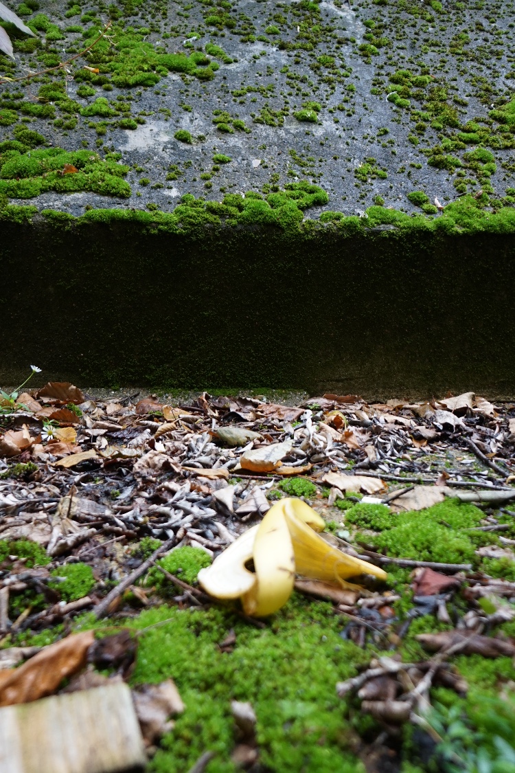 A banana peel on a woodland floor of moss and dry leaves, in front of a moss-covered concrete step