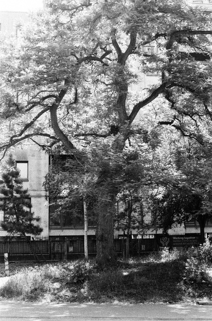Black and white photo of a large, sprawling tree in front of a building and a railing, sunlight coming through its leaves