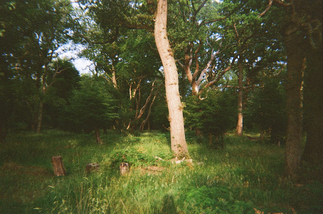 Sunlit clearing in an old oak wood, a pale trunk leaning across long green grass and small tree stumps